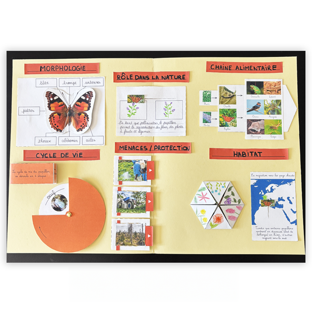Créer des lapbooks : les papillons