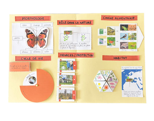 Lapbook terminé sur le papillon : morphologie, rôle dans la nature, chaîne alimentaire, cycle de vie, menaces et habitat